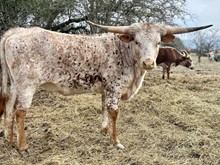 2020 Squirt Bull