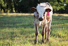 2017 14K Diamond Heifer