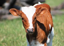 2018 Ritzy Red Heifer